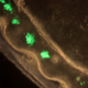 Image for article titled This Is Why Glowing Jellyfish Proteins Have Revolutionized Medicine